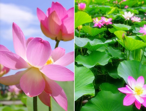 【販売予告】千葉市花見川区　瑞穂１丁目　建築条件なし売地 見どころPOINT 写真