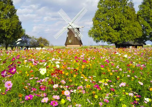 【販売予告】柏市花野井　建築条件無し売地 見どころPOINT 写真