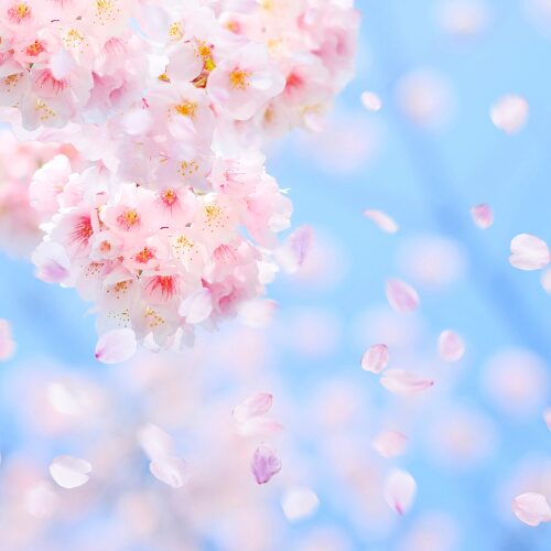 R8.3月　成約物件 アイチャッチ